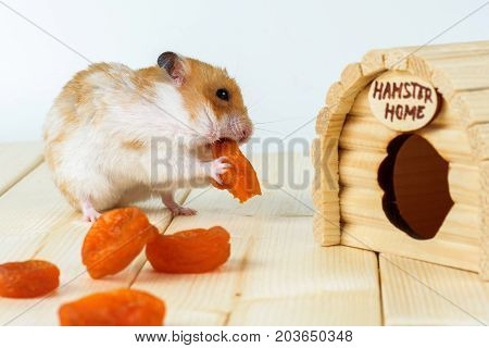 A hamster eats dried apricots near his wooden house.