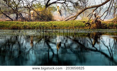 Keoladeo National park also known as Bharatpur bird sanctuary