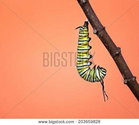 A Monarch caterpillar hanging in a J shape on a milkweed. Filaments have become slightly limp and twisted just before pupating.