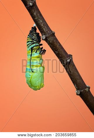 A Monarch caterpillar shedding its skin and pupating as it starts to form its chrysalis on a milkweed branch