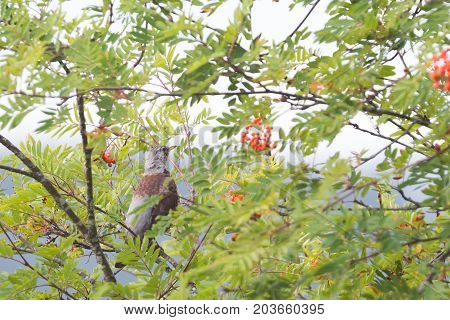 Fieldfare Eating Red Berries
