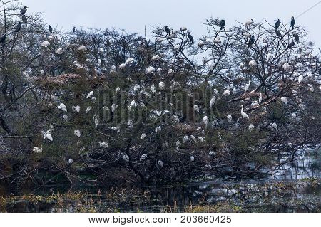 Birds sitting on tree branch in Keoladeo National park of Bharatpur wetland after returning to home in evening