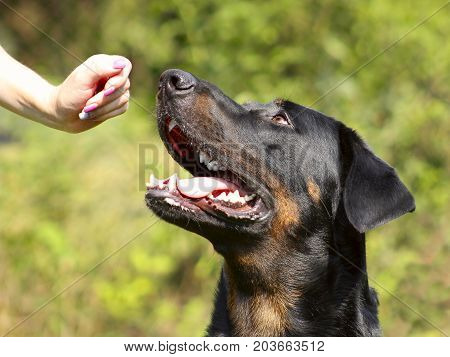 Big Dog Beauceron - Beautiful Breed