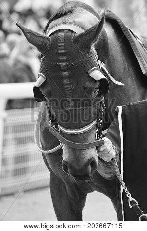 Race horse head with blinkers. Paddock area. Vertical