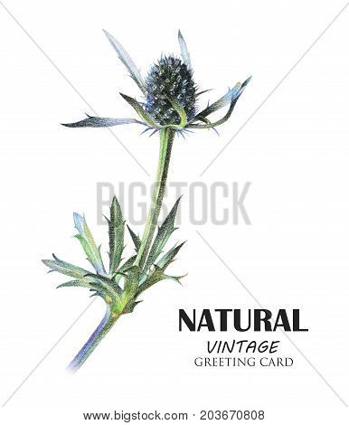 Feverweed plant drawn by hand with colored pencil. Tropical plant. Botanical natural collection isolated illustration on white