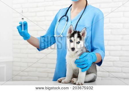 Cropped shot of a cute Siberian husky puppy sitting on the table at the vet office waiting for vaccination professionalism medical injector healthy concept.