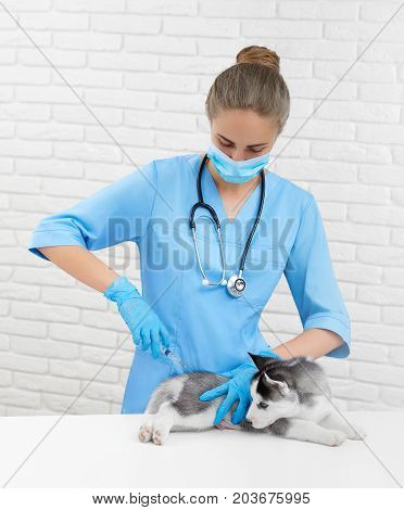 Vertical shot of a professional vet vaccinating little cute Siberian husky puppy medicine healthcare pets care concept.