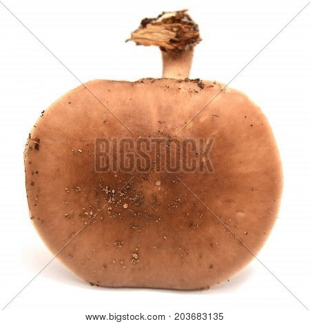 pluteus cervinus mushroom isolated on white background