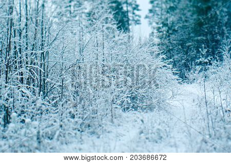 Winter scene . pruce branches. snowy forest