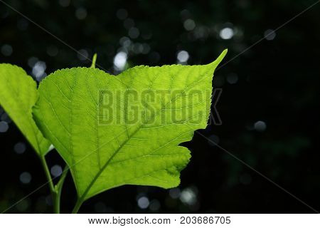 Green Leaf Cell Nature Texture
