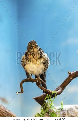 Birds of prey - Common buzzard Buteo buteo at summer time