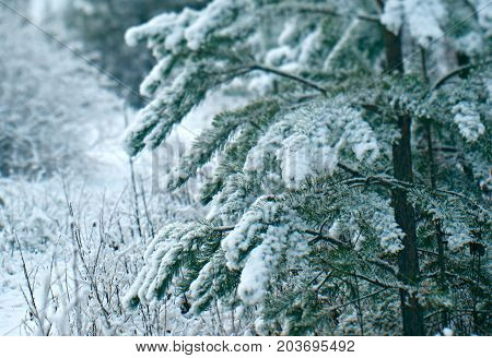 Winter scene .pruce  snowflake branches. snowy forest