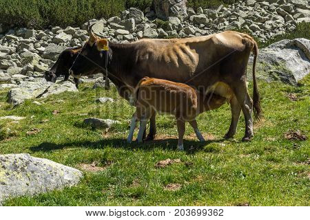 Cows in the Valley of Valyavitsa river, Pirin Mountain, Bulgaria