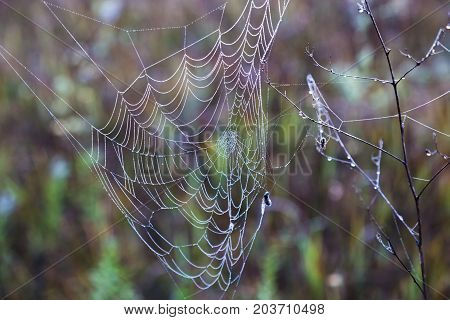 spiderweb in drops of morning dew on the natural blurred background. autumn etude