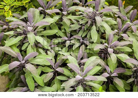 Herbs Used In The Kitchen: Sage (salvia Officinalis Purpurascens)