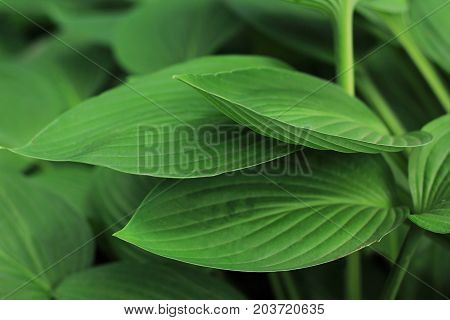 Beauty green leaf texture with leaf foreground