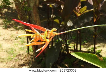 Rays of the sun illuminating the psittacorum heliconia at a beautiful start of the day.