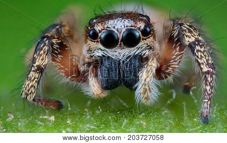Little jumping spider on leaf extreme macro