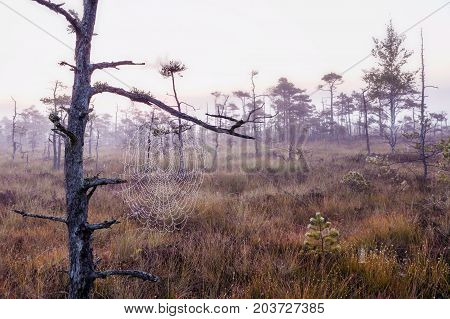 Marsh Latvia.Dunikas early in the morning at sunrise