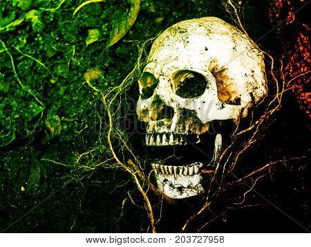 In front of human skull buried in the soil with the roots of the tree on the side. The skull has dirt attached to the skull.concept of death and Halloween