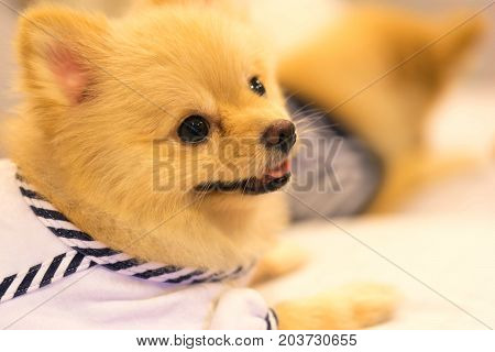 Cute pomeranian dog wearing sailor or student fashion shirt smiling on the sofa. Happy domestic pet concept