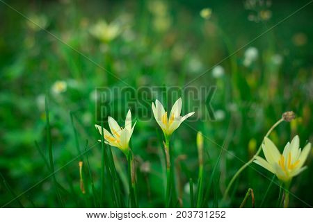 Little yellow flowers in the green garden