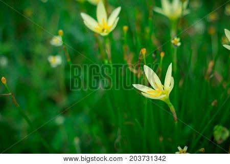 Little yellow flowers in the green garden