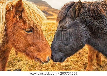 Two Icelandic Horses Nuzzle