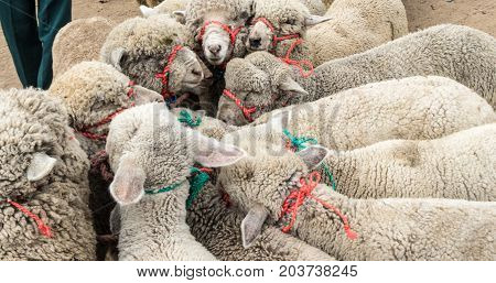 Sheep Tied Together At An Animal Market