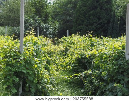 Vineyard Grapevine Plantation In Aosta Valley