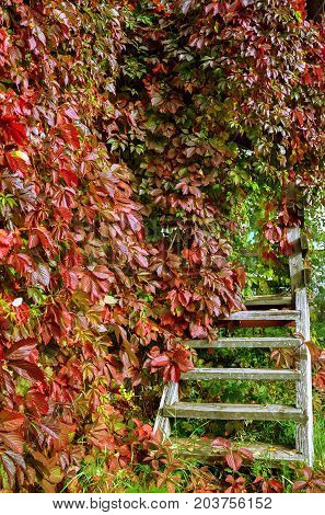 Vintage pergola with stairs twined with wild grapes