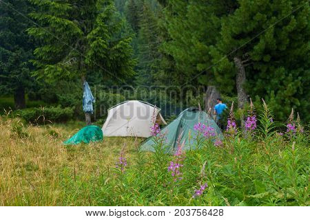 Flowers of willow herb in front of travelers' tents in a dense green forest. Adventure camp in wilderness.