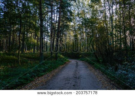 Country Road In Forest