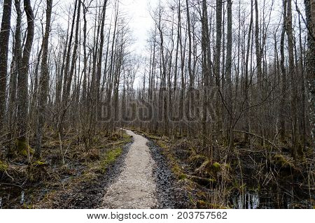 Country Road In Forest