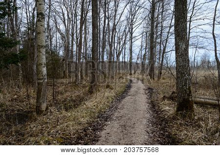 Country Road In Forest