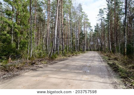 Country Road In Forest