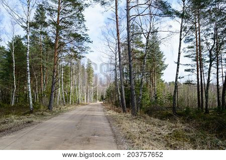 Country Road In Forest