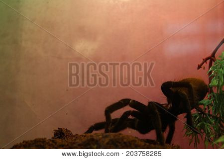 Big spider tarantula brachypelma albopilosum in all its glory