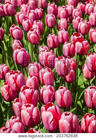 Upper view of a field of red tulips in a garden in spring.
