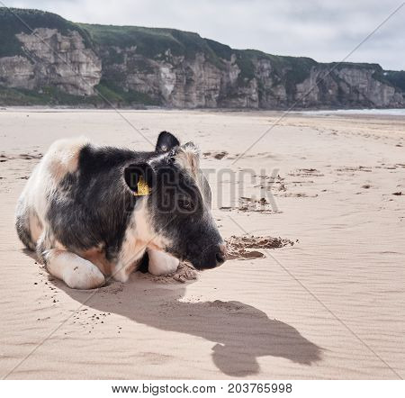 Cow at Whitepark Bay, Antrim, Northern Ireland, on a sunny summer day