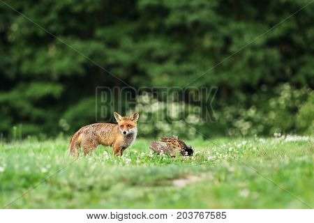 Red fox with prey on meadow - Vulpes vulpes