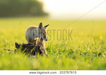 Young red fox vixen protect catched bird on meadow in the morning - Vulpes vulpes