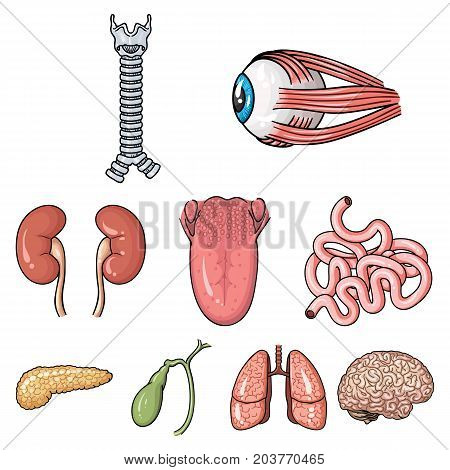 Human organs set icons in cartoon design. Big collection of human organs vector symbol stock illustration