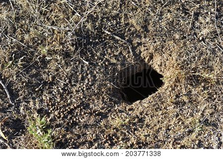 A rabbit hole is full of poop on the floor