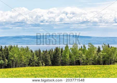 Farm Field Of Yellow Dandelion Flowers In Quebec, Canada Charlevoix Region With Green Grass And View