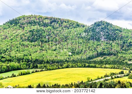 Patch Farm Field Hills Of Yellow Dandelion Flowers In Green Grass In Quebec, Canada Charlevoix Regio
