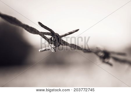 Rusty Barbed Wire, Valconca, Italyalc