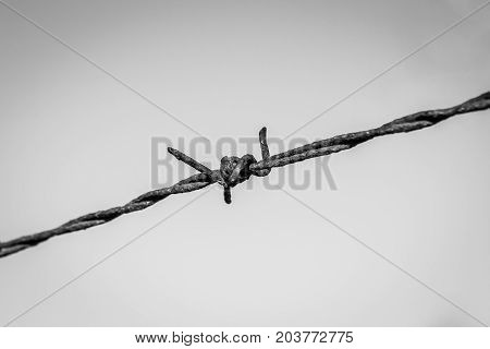 Rusty Barbed Wire, Valconca, Italyalc