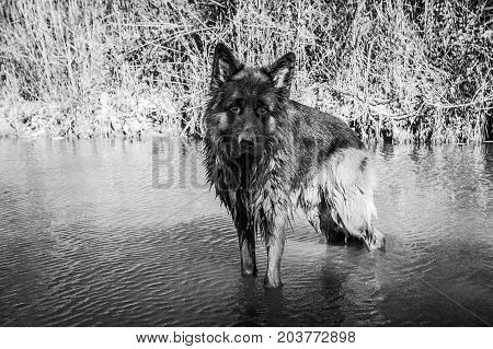 German sheperd bathing in a river on a trail in Valconca Italy
