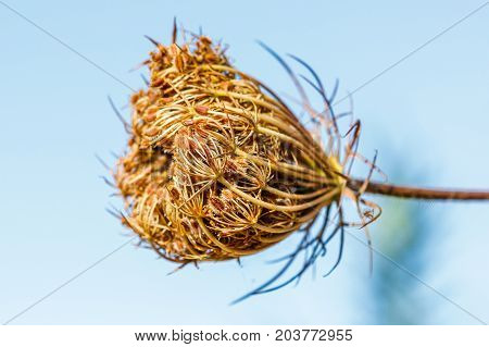 Daucus Carota (wild Carrot) Flower, Valconca, Italy